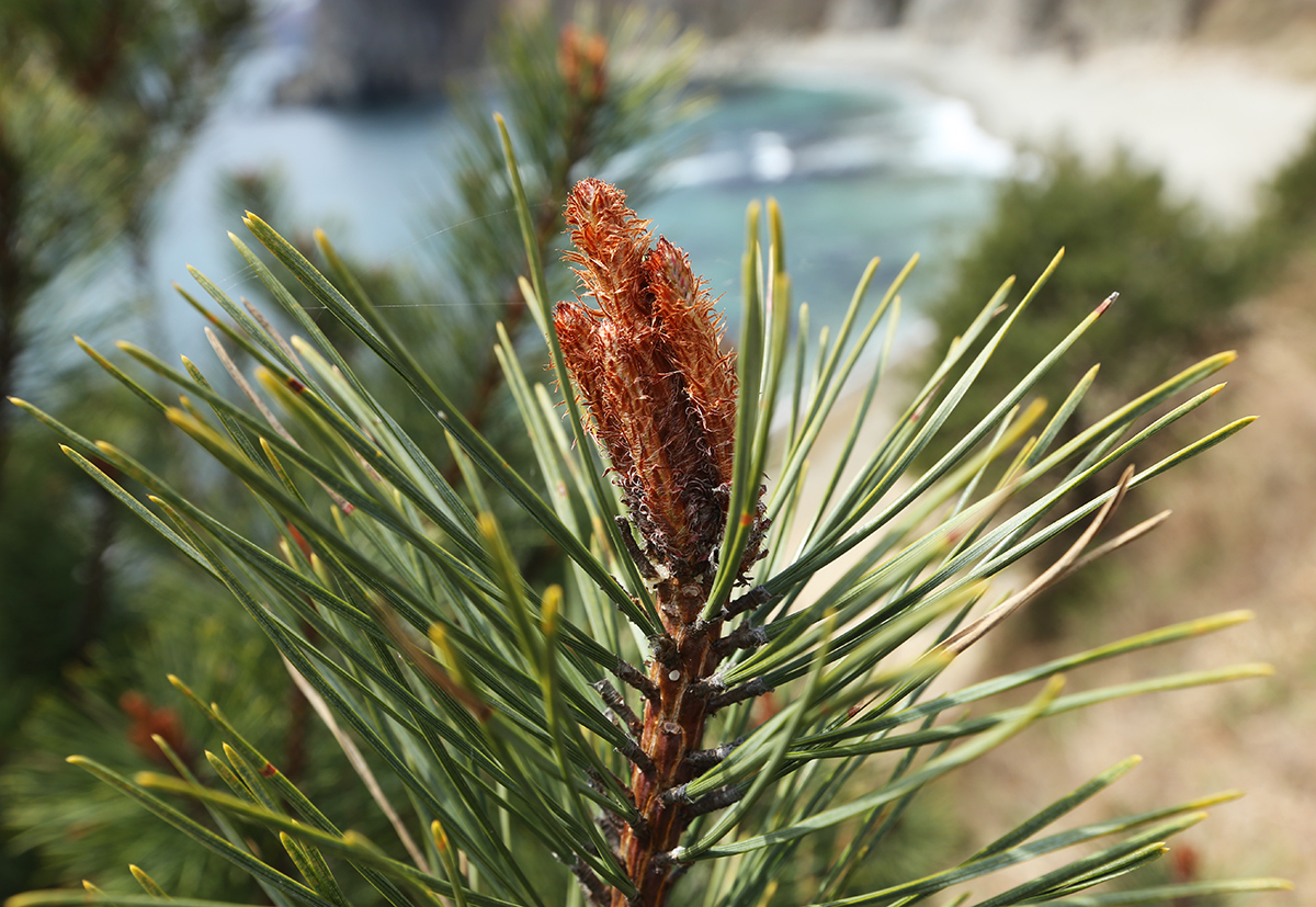 Image of Pinus densiflora specimen.