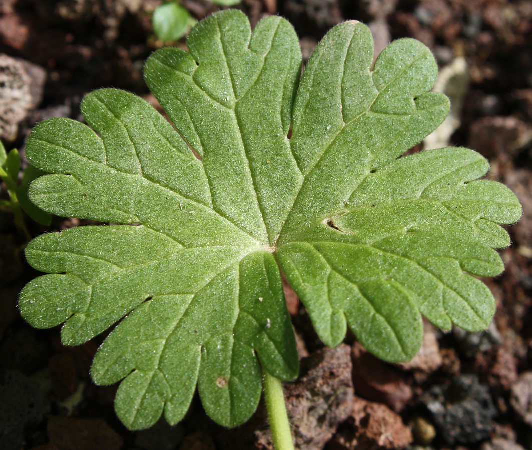 Изображение особи Geranium molle.