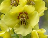 Verbascum spectabile. Цветок. Краснодарский край, Крымский р-н, окр. ст-цы Неберджаевская, гора Долгая, ≈ 300 м н.у.м., обочина горно-лесной дороги. 14.05.2025.