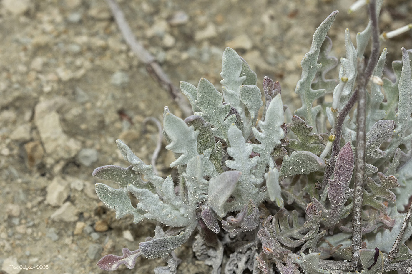 Image of Matthiola odoratissima specimen.