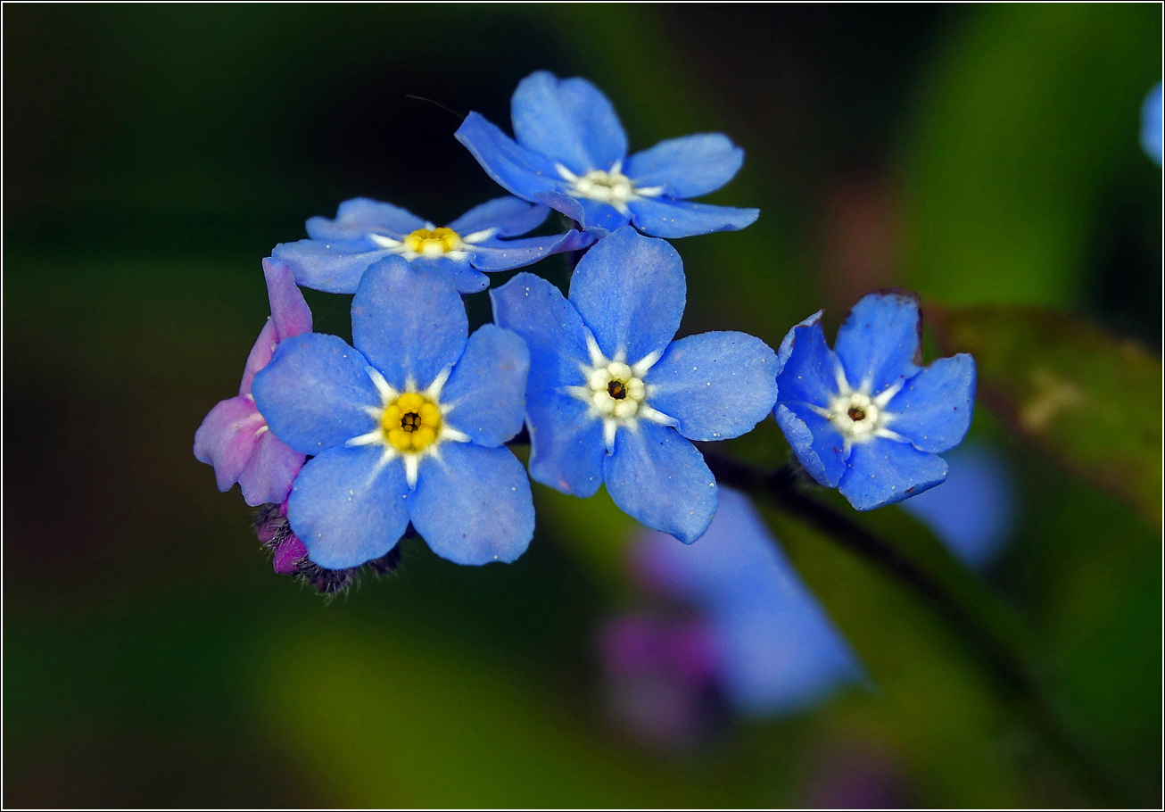 Изображение особи Myosotis sylvatica.