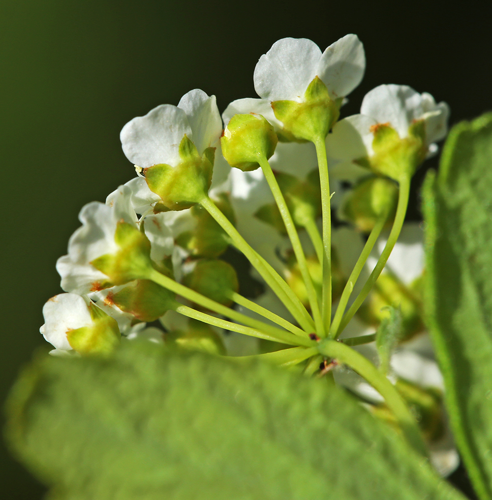 Image of Spiraea turczaninowii specimen.
