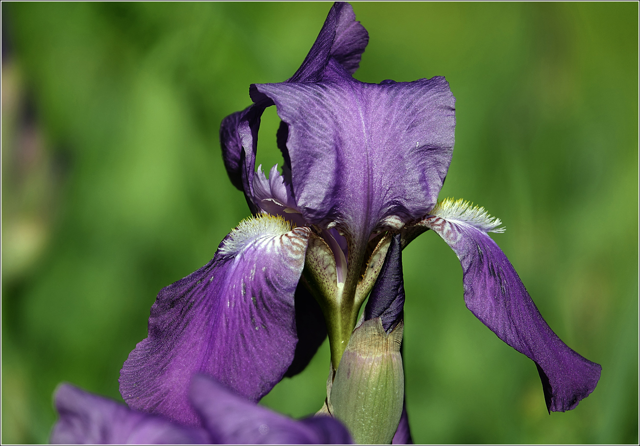 Image of Iris nyaradyana specimen.