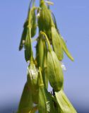 Isatis tinctoria variety yezoensis. Плоды. Приморский край, окр. пос. Дунай, бух. Сысоева, каменистая терраса над песчаной береговой полосой. 15.06.2025.