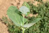 Atriplex flabellum