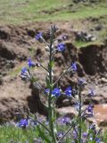 genus Anchusa
