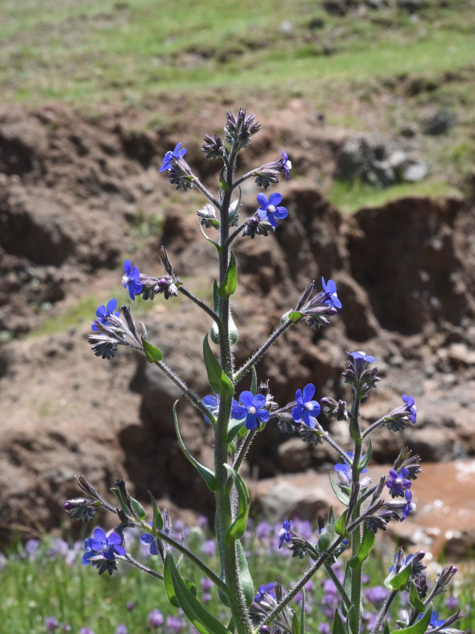 Изображение особи род Anchusa.