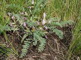 Astragalus testiculatus