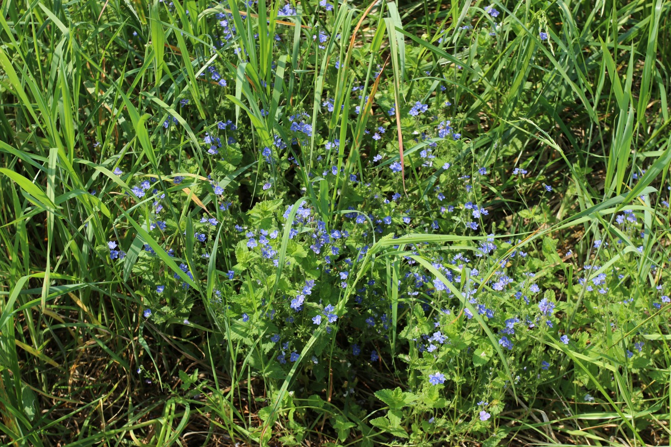 Image of Veronica chamaedrys specimen.
