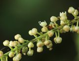 Cimicifuga heracleifolia