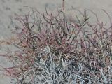 Arthrophytum balchaschense. Веточки. Казахстан, Жетысуская обл., Панфиловский р-н, отроги Джунгарского Алатау, горы Долонтау, пестроцветы. 20 сентября 2025 г.