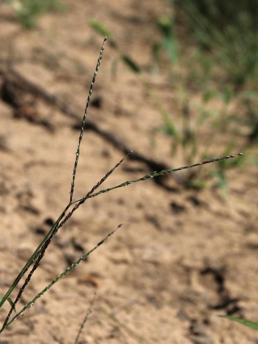 Изображение особи Digitaria ischaemum.