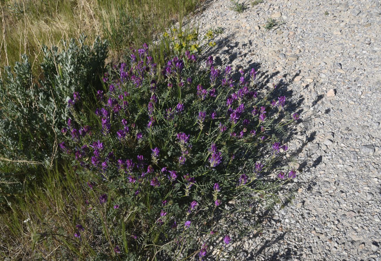 Изображение особи род Astragalus.