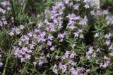 Thymus helendzhicus