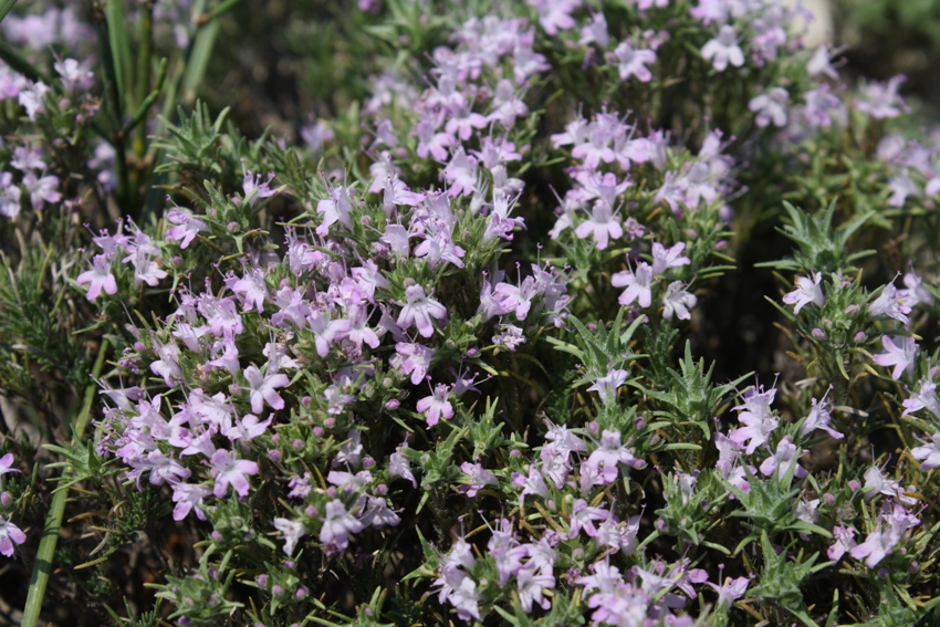 Изображение особи Thymus helendzhicus.