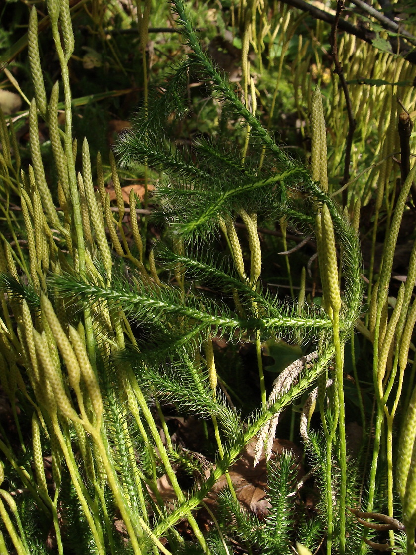 Image of Lycopodium clavatum specimen.