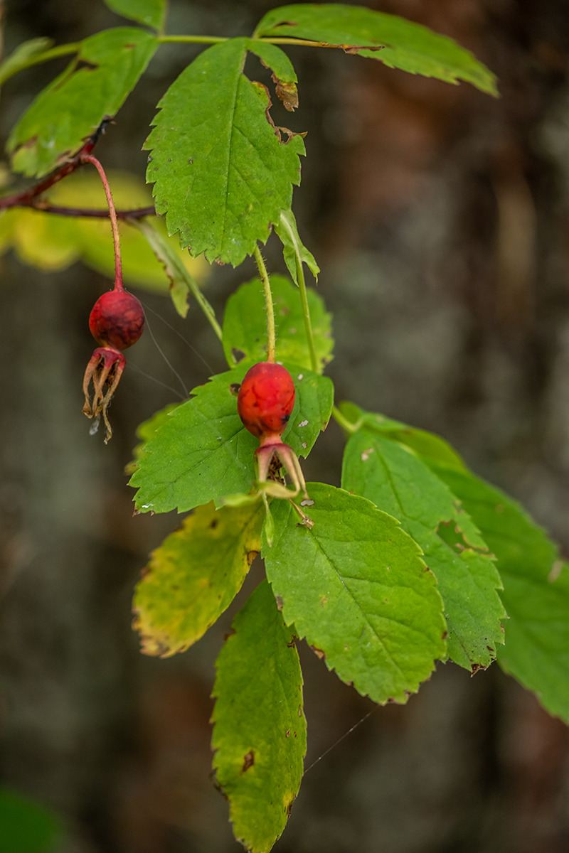 Изображение особи Rosa acicularis.