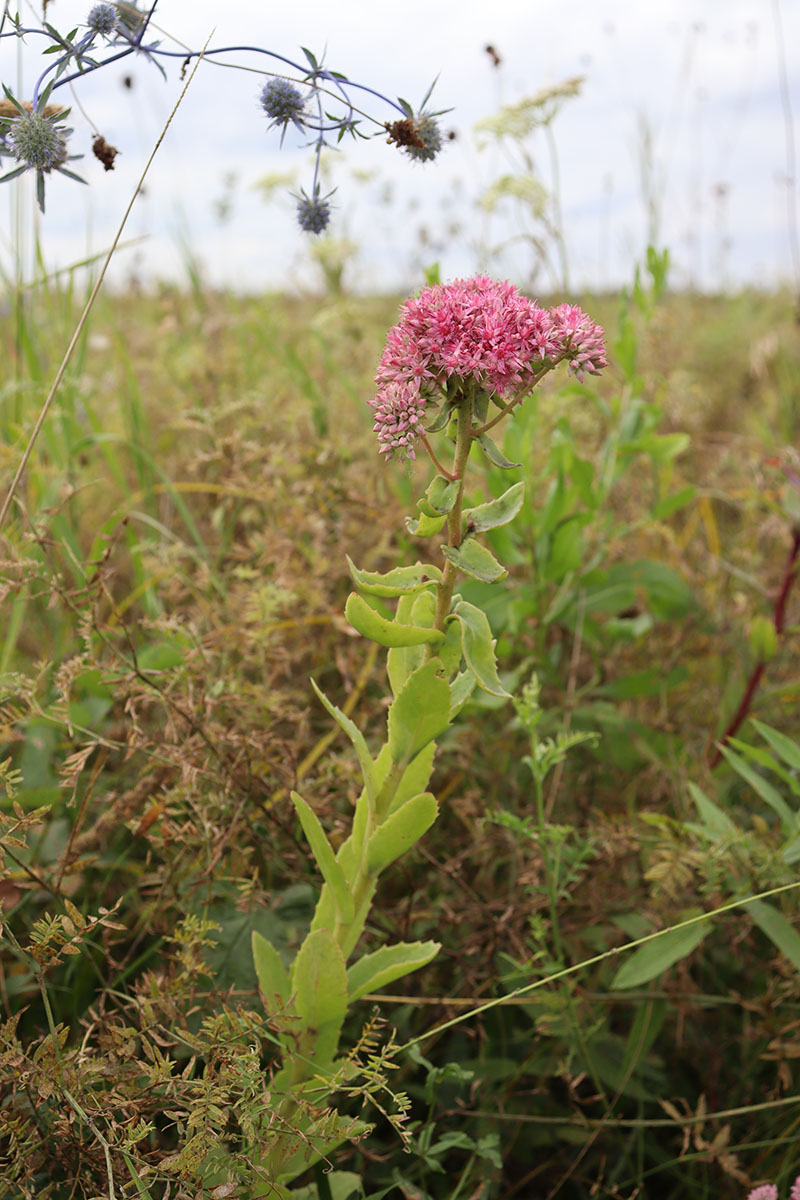 Изображение особи Hylotelephium triphyllum.