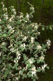 Lonicera nummulariifolia. Часть кроны цветущего кустарника. Узбекистан, Кашкадарьинская обл., Китабский р-н, Китабский Государственный геологический запов., ≈ 1300 м н.у.м., глинистый склон. 20.05.2024.