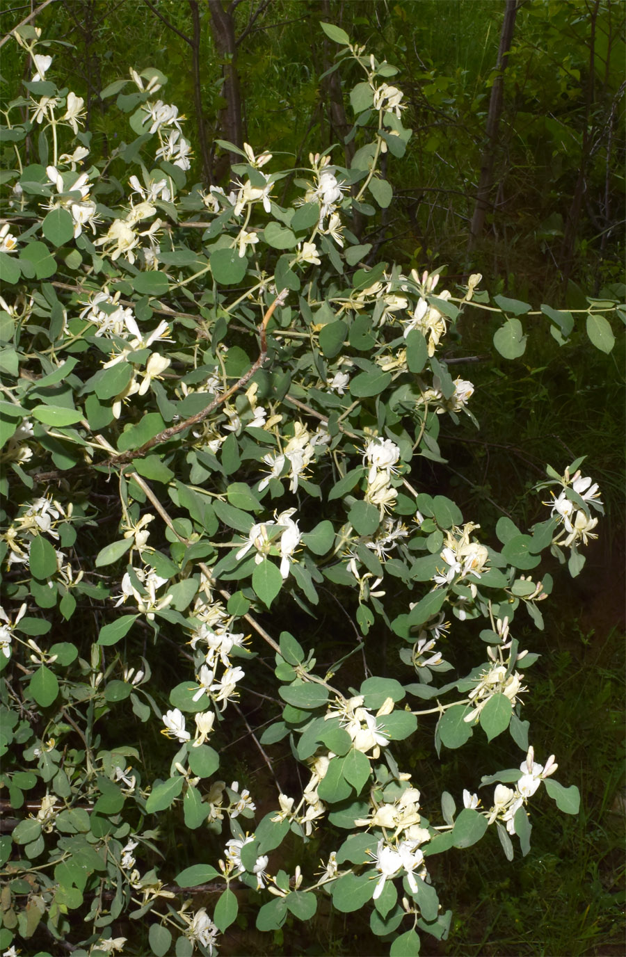 Изображение особи Lonicera nummulariifolia.