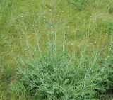 Rhaponticoides ruthenica