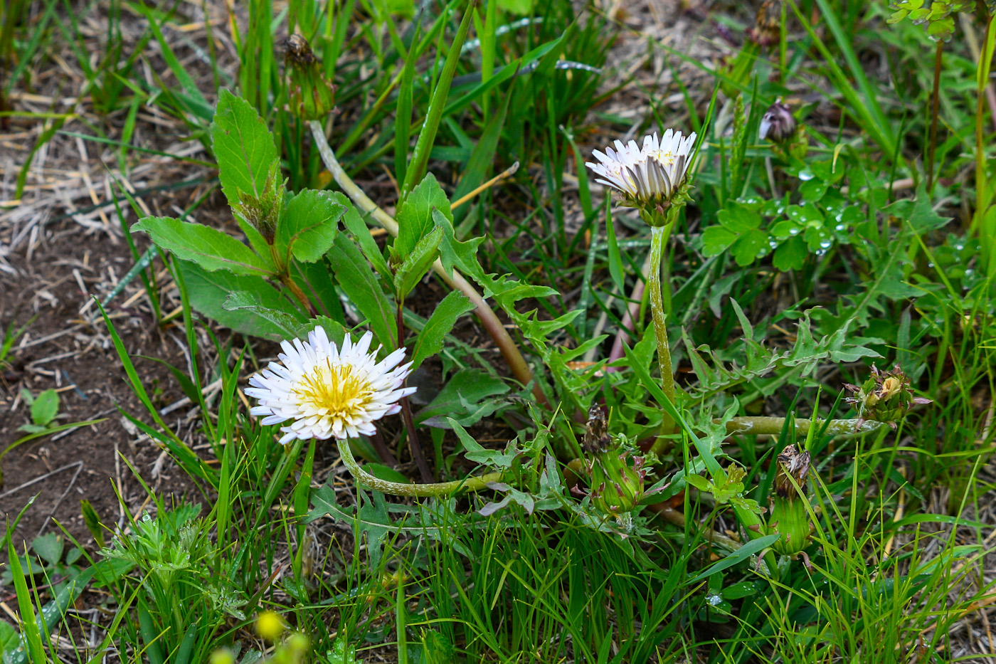 Изображение особи Taraxacum coreanum.