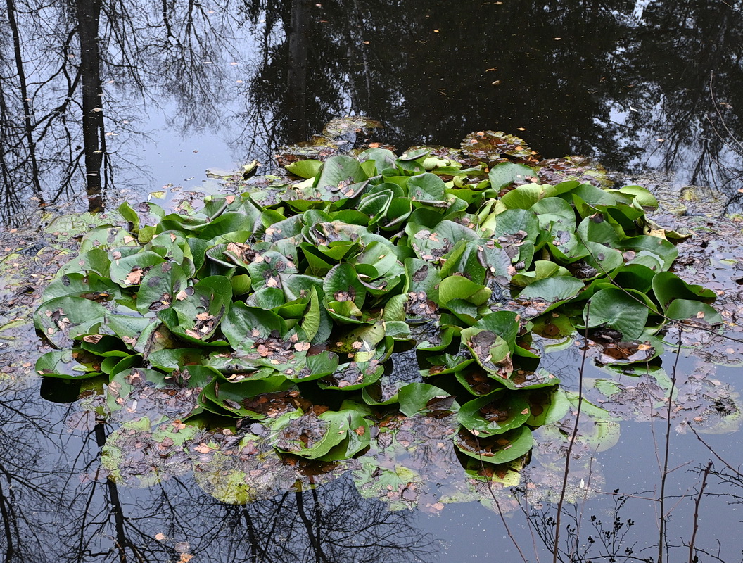 Image of Unknown species specimen.