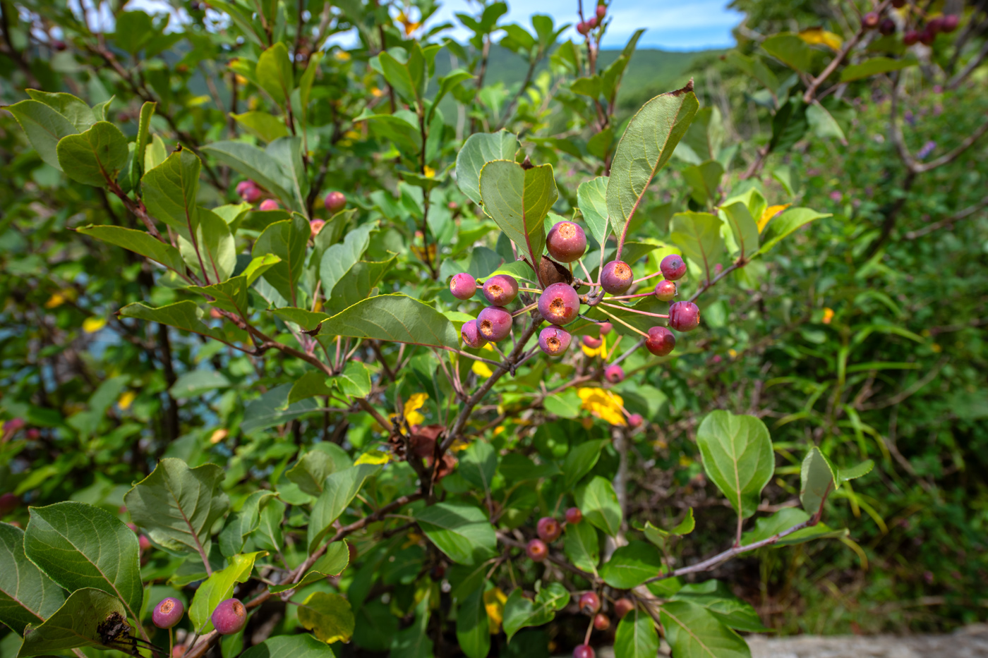 Image of Malus mandshurica specimen.