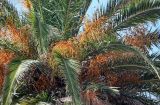 Phoenix canariensis. Соплодия и листья. Португалия, округ Лиссабон, г. Кашкайш, в культуре. 05.08.2025.