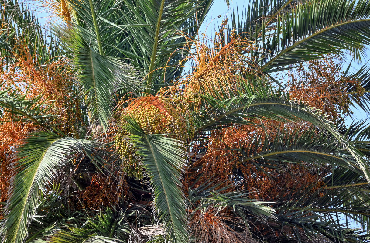 Изображение особи Phoenix canariensis.