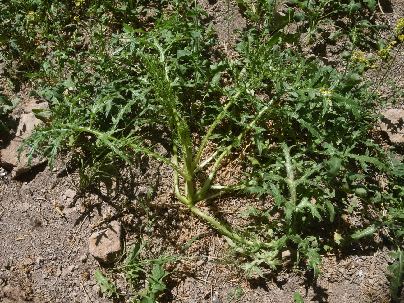 Image of Unknown species specimen.