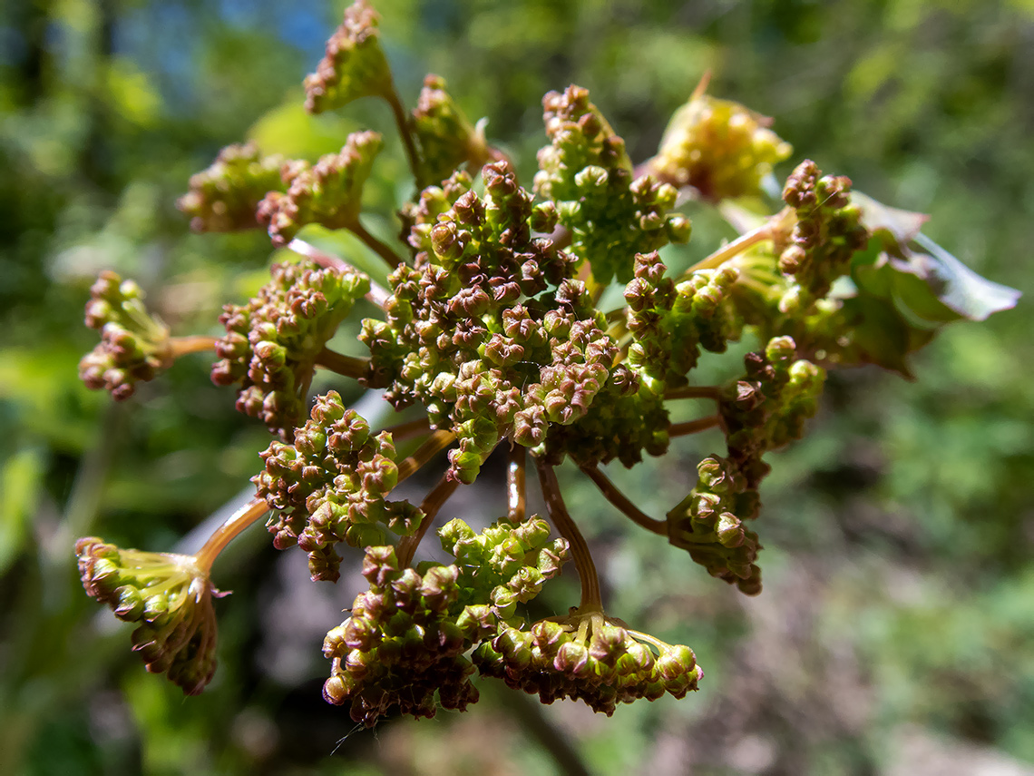 Image of Laser trilobum specimen.