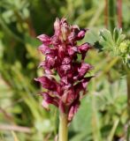 Anacamptis coriophora. Соцветие. Дагестан, Гунибское плато, ок. 1900 м н.у.м., выпасаемый луг. 26.06.2025.