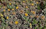 Carlina hispanica
