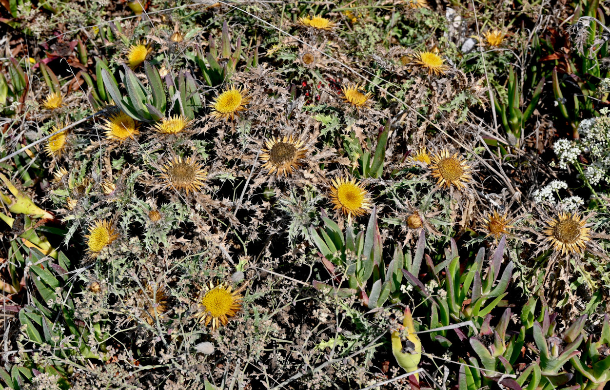 Image of Carlina hispanica specimen.