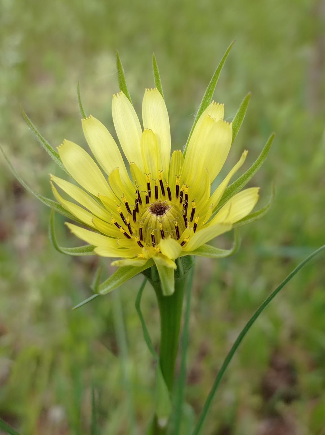 Image of Tragopogon dubius specimen.