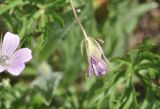 Geranium dissectum