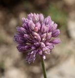 genus Allium