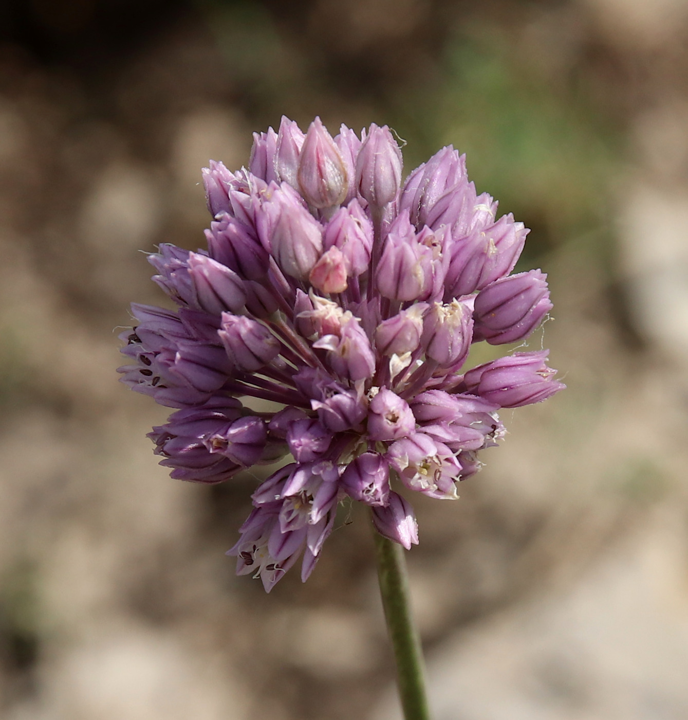 Image of genus Allium specimen.