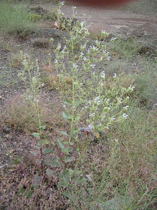 Image of genus Salvia specimen.