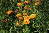 Calendula officinalis. Цветущие растения. Московская обл., Раменский р-н, окр. дер. Хрипань, садовый участок. 18.07.2026.