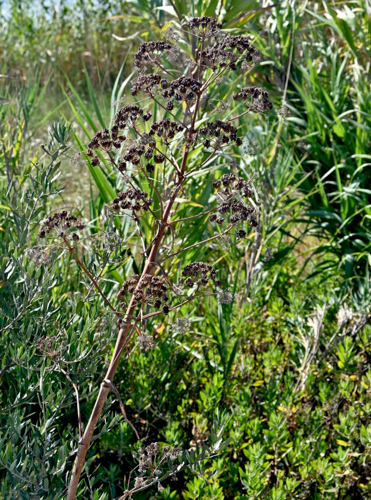 Image of Ferula communis specimen.