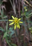 genus Tragopogon. Соцветие. Турция, ил Артвин, дер. Bağcılar, обочина дороги. 12 июня 2026 г.