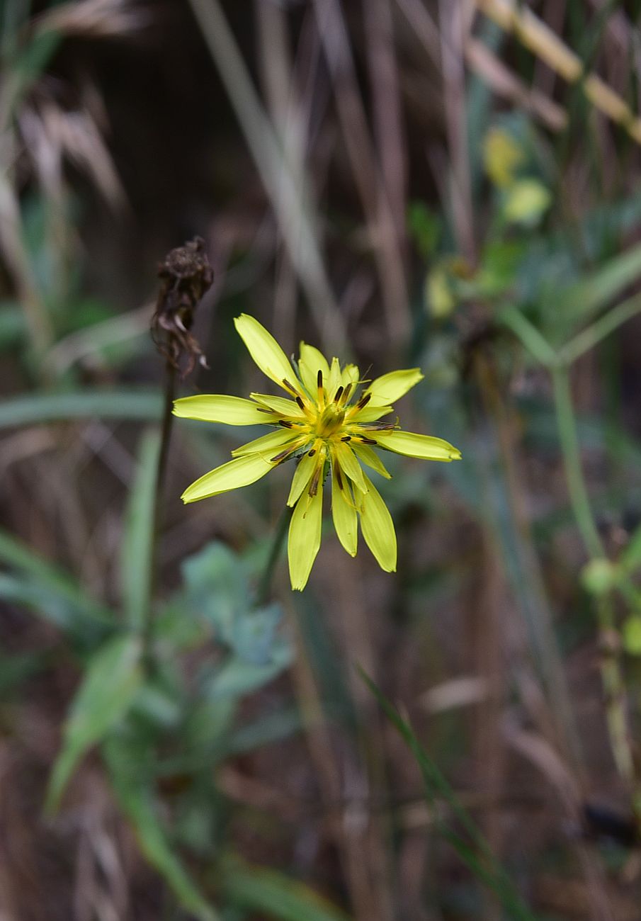 Изображение особи род Tragopogon.