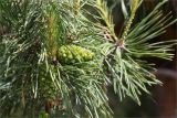 Pinus sylvestris. Верхушка ветви с молодыми шишками. Татарстан, окр. с. Камское Устье, дол. р. Волга, смешанный лес (с Pinus и Betula) у края скошенного поля. 01.06.2026.