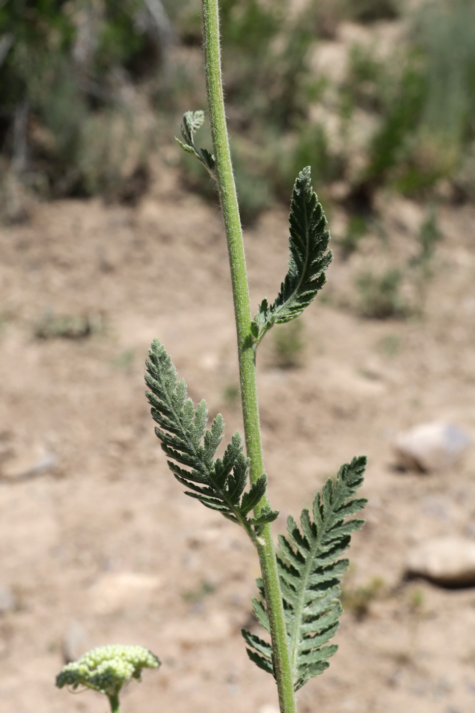 Image of Achillea filipendulina specimen.