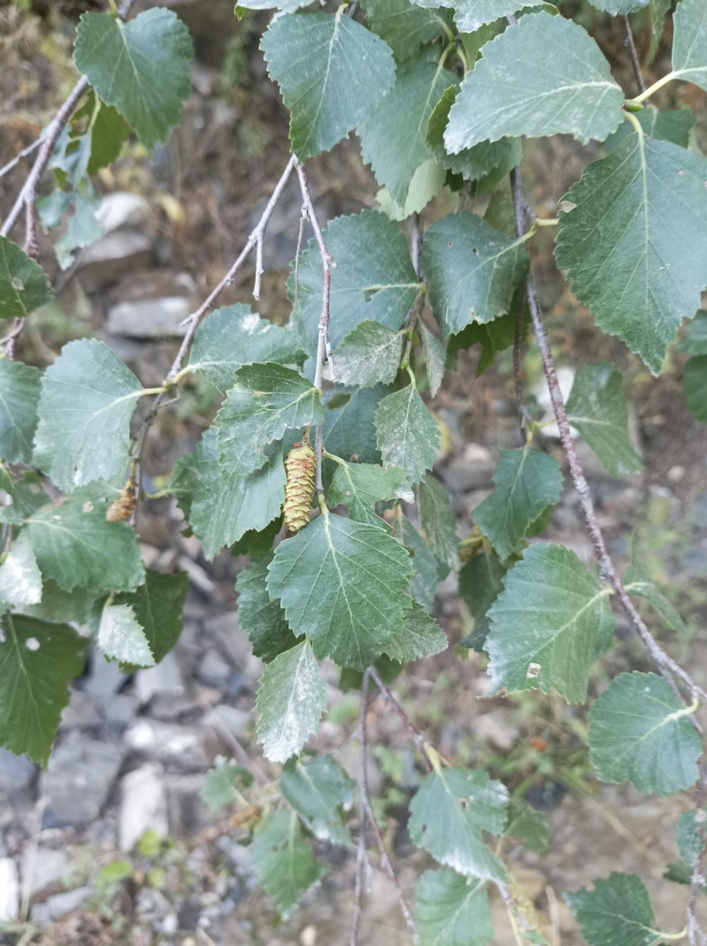 Image of Betula seravschanica specimen.