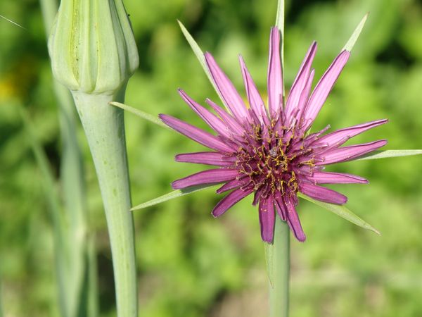 Image of Tragopogon porrifolius specimen.