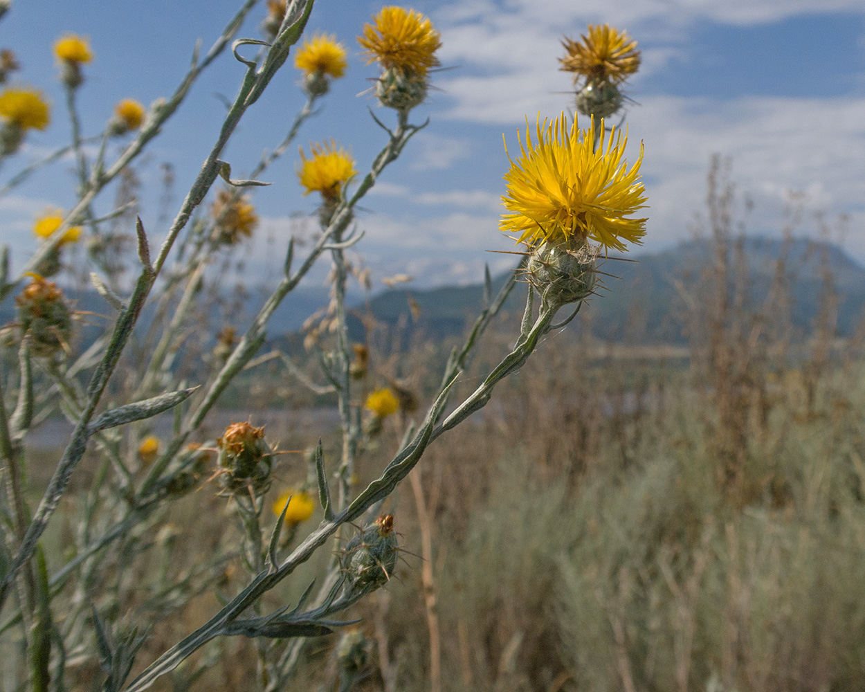 Image of Centaurea solstitialis specimen.