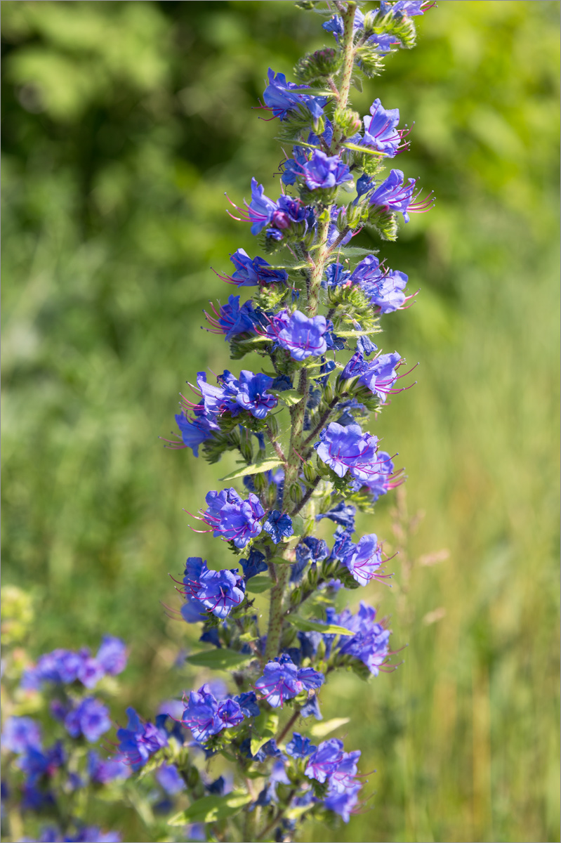 Image of Echium vulgare specimen.